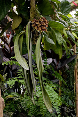 Bulbophyllum phalaenopsis - Phalaenopsis gigantea-like Bulbophyllum care