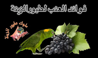 فوائد العنب الصحية للطيور