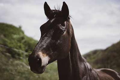 Black Horse Dream Meaning Biblical