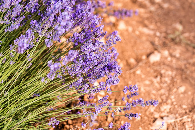 A cluster of lavender flowers.