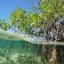 Ekosistem Mangrove dan Perubahan Iklim