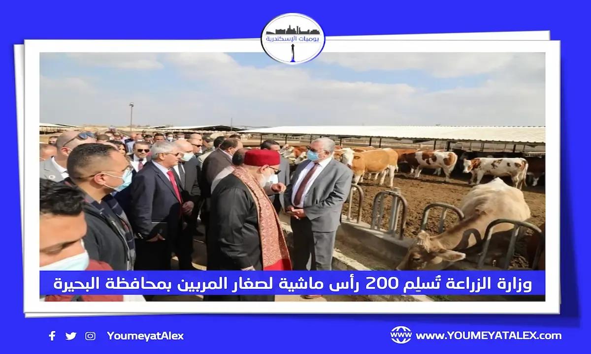 وزارة الزراعة تسلم 200 رأس ماشية لصغار المربين في محافظة البحيرة
