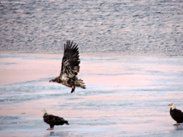 Aves de New Hampshire: Águilas