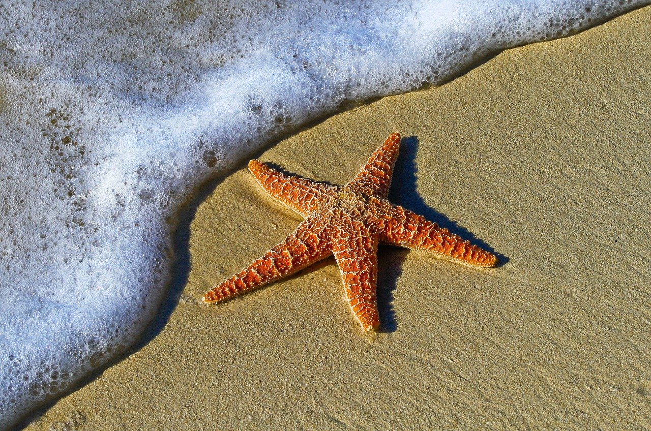 estrela do mar laranja na praia de luis correia pi