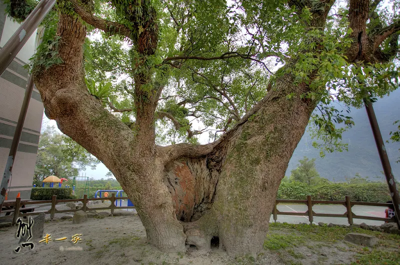 澳花國小｜南澳鄉景點｜宜蘭景點｜樟樹600年樹齡