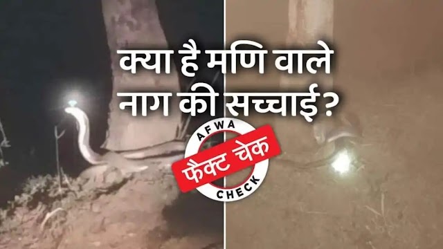 Fact Check : 'नागमणि' वाले सांप की जानिए सच्चाई,फैक्ट चेक ने  तस्वीर को लेकर बताया असली है या नहीं