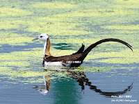 珍鳥レンカク