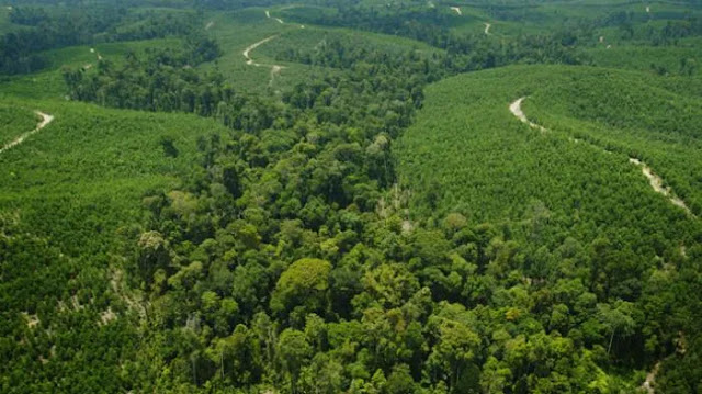 Walhi Tolak Pelepasan 1,44 Juta Hektar Hutan di Riau, Ini Alasannya