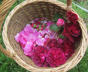 Rose harvest