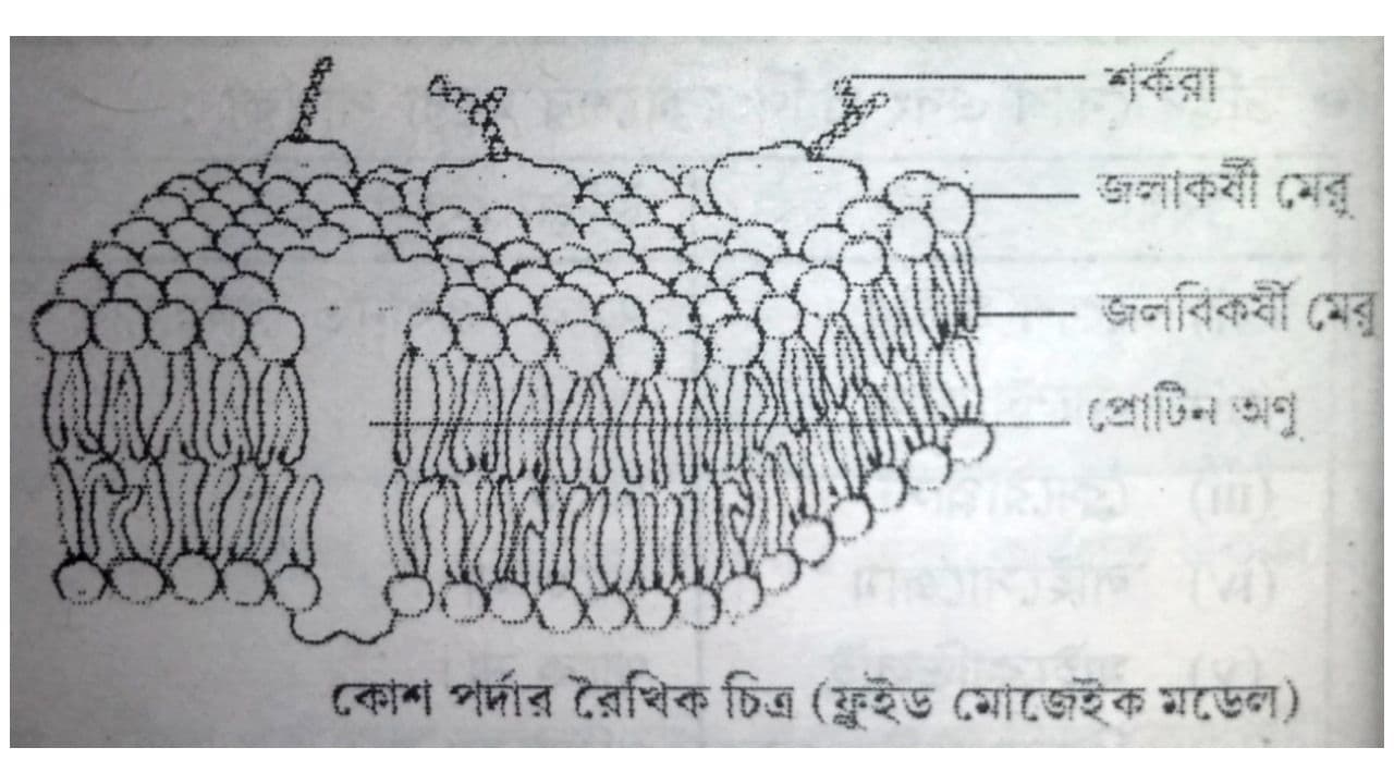 কোশ কী গঠন ব্যাখ্যা  | Explain Cell Structure In Bengali