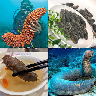 sea cucumbers