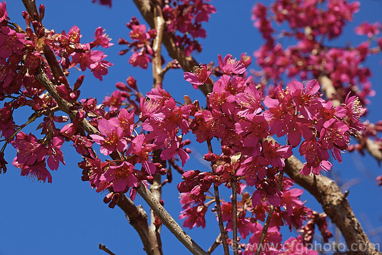 Prunus 'Felix Jury'