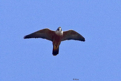 Peregrine Falcon (Shaheen)