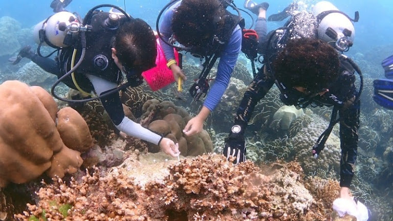 Surin Islands Shipwreck Reveals Tourism Threat to Coral Reefs