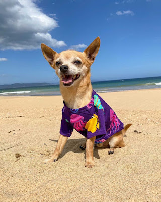 The Best Dog Products for Summer 2021 | Australian Dog Lover