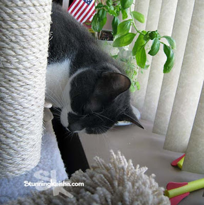 Feral Friday Flashback: Hide & Seek