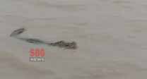 Crocodile seen on the banks of river Ganga in Udhwa block of Sahibganj: DFO advised not to go into the river