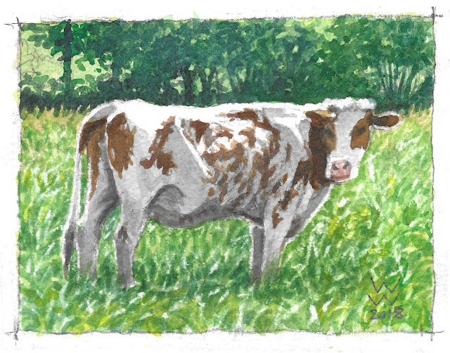 A watercolour of a Normande cow in a field, entitled "Une vraie Normande," by William Walkington in 2018