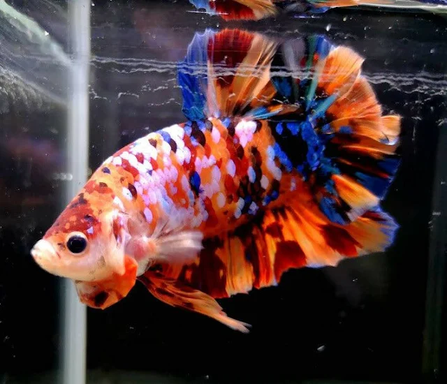 cupang giant nemo,cupang giant multicolor,cupang giant koi,cupang giant koi galaxy,