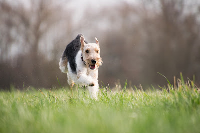 comment eduquer son chien a marcher sans laisse