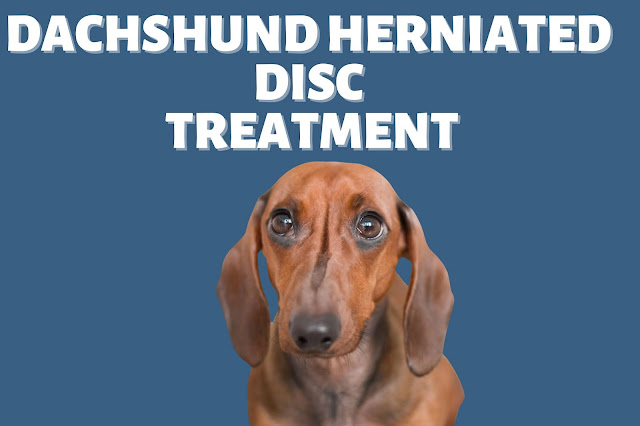 Dachshund Herniated Disc Treatment