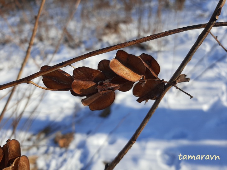 Диоскорея ниппонская (Dioscorea nipponica)