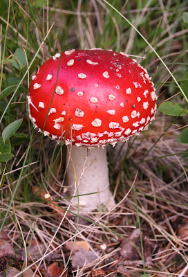 fungus