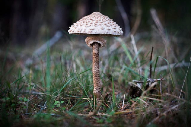 gambar jamur parasol