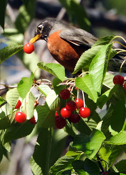 American Robin