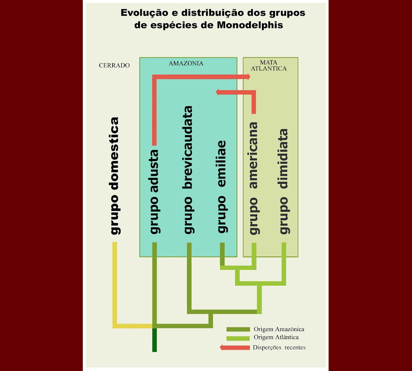 Evolution and distribution of Monodelphis species  GROUPs