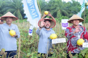 Panen Melon, Bupati Bengkalis Ajak Petani Kelola Lahan dan Pekarangan Secara Optimal