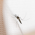 Em 115 dias, casos prováveis de dengue em 2024 chegam ao dobro do ano recorde