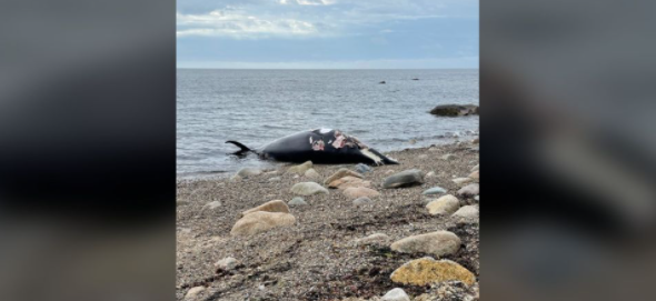 La balenottera minore viene a galla a Plymouth