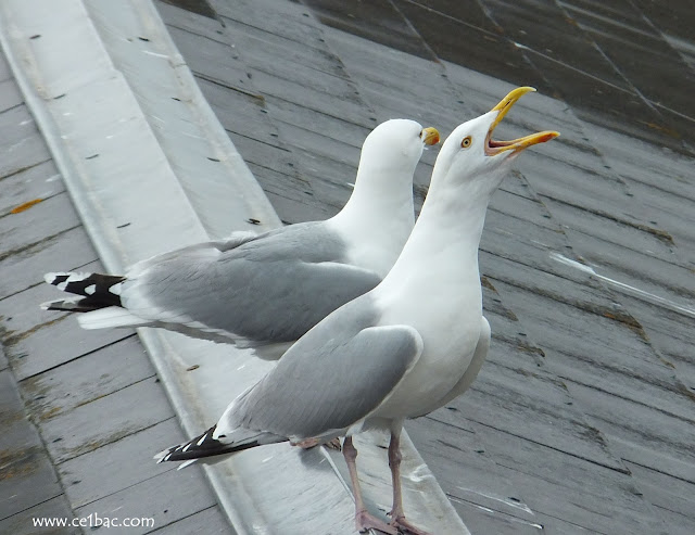 The voice mouettes