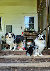 Lily and Teenie our Australian Shepherd girls