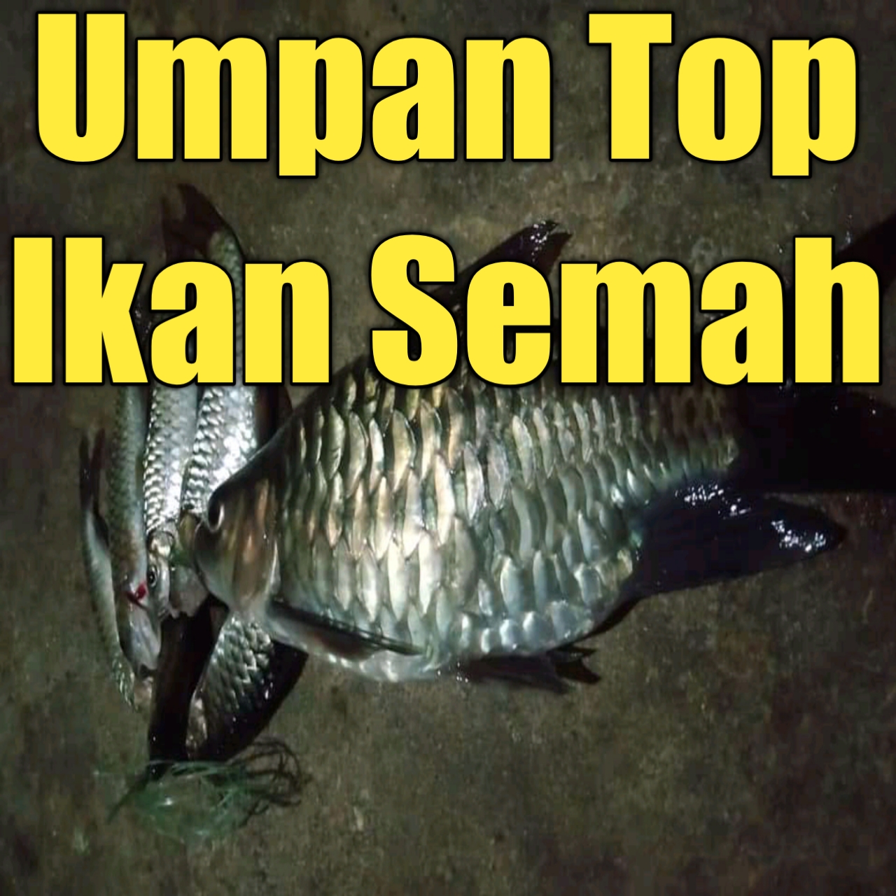 Umpan Mancing Ikan Semah (masheer) Arus Deras