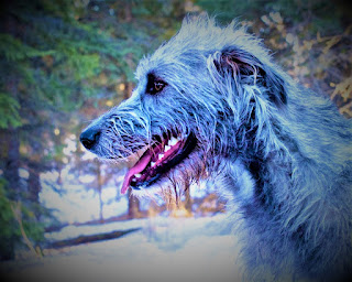 Irish Wolfhound History/ The Irish Wolfhound is the largest breed of greyhound dog chasing mobile prey, as well as the tallest dog in the world. One of the first mentions of these animals dates back to 391 AD, when the Roman consul Aurelius wrote of the "great surprise and delight" experienced by the inhabitants of Rome and the aristocracy, at the sight of seven wolfhounds brought by legionaries from the campaign.  In Ireland, these dogs were extremely appreciated for their fighting qualities, fearlessness, and immense strength. In battle, the Irish wolfhound was used to knock a rider off a horse, and, often, on the ground, this same rider was with the horse. They hunted big game, Irish elk, wolf, and bear.  The legislation of Ireland in the Middle Ages allowed only royalty and nobles to have an Irish wolfhound. Moreover, the number of dogs that could be kept directly depended on the height of the title.  Irish tradition says that the folk hero Finn McCoumhill had at least 500 Irish wolfhounds, of which two were favorites - their names were Bran and Schiolan. They occurred, allegedly, as a result of magic and magic.  Irish wolfhounds were often used by nobles and kings as an expensive gift. Moreover, this gift was often delivered in an expensive collar made of pure gold or silver. One of the most popular and beloved stories of the Irishman, tells about a dog named Gellert, which was presented to the Prince of Wales Llewelyn by the English King John in 1210.  One day, a dog protected the Prince of Wales's son from a wolf by killing him while his father was hunting. When he returned from the hunt and saw the dog in blood, he thought that the dog had killed his young son, and hacked him to death with a blow of the sword. However, he later discovered the body of a wolf and an unharmed baby, which was smeared with the blood of a dead predator. In honor of his devoted dog Gellert, the prince erected a commemorative tomb in Caernarvon, Wales - it can be seen in our days.  A huge role in reducing the population of Irish wolfhounds was played by the hunting of large elk and wolves in Ireland. Since they were practically exterminated, the dogs simply ceased to be bred, which is why the breed for some time was even on the verge of extinction.  In the mid-19th century, he wrote a book where he suggested that the Irish wolfhound and the mountain deer were of the same origin (today such a ridiculous assumption will cause laughter). He began breeding Irish wolfhounds, basing his breeding program on the Glengarry reindeer herders, and achieved considerable success. Later, George Augustus Graham, another breeder, added to the breeding program. Tibetan mastiffs, greyhounds, and great at.   Irish wolfhound breed characteristics / Characteristics of the breed popularity                                                           05/10  training                                                                05/10  size                                                                        10/10  mind                                                                     05/10  protection                                                          05/10  Relationships with children                         09/10  Dexterity                                                             07/10  Molting                                                                05/10     Breed Information /wolfhounds about the breed Country  Ireland  Lifetime  8-10 years  Height  Males: 75-90 cm Females: 71-79 cm  Weight  Males: 45-55 kg Females: 40-50 kg  Length of coat  average  Color  white, red, gray, fawn, black  Price  1500 - 2600 $  Description / Irish wolfhound temperament The Irish Wolfhound is a really huge breed. They are the tallest dogs in the world and some of the largest dogs on the planet. The limbs are long, the chest is pronounced, wide, voluminous. The physique is muscular, powerful. On the head, the transition from the forehead to the eyes is clearly pronounced. The ears hang down the sides of the head, the tail is longer than average.     Personality / Irish wolfhound temperament Despite its huge size and intimidating appearance, the Irish wolfhound in the circle of his family is an extremely affectionate, loyal, and loving dog. For a long time, he is away from his family and the owner he cannot. Children will ride it like a pony, you can be sure of this since your pet simply will not be able to resist the childish charm.  He loves children very much, loves to play with them, and just loves to be in the circle of children's attention. However, it is impossible to allow children to ride a dog like a pony, since the joints of these animals, including the spine, will be injured. And given that the Irish Wolfhound breed in principle has many health problems and skeletons,s in particular, it is better to take care of their health.  By the way, they also do not live long - only 6-8 years, a maximum of 10 but very rarely, and no more. The Irish Wolfhound dog breed has an average level of energy, but this does not mean that he can lie at home on a pillow all day. This is absolutely not the case. They need an active lifestyle to keep their large body in good shape, as muscles and joints require movement and load, but the load is correct.  The Irish Wolfhound is normal towards strangers, and if they are family friends, then seeing the location of the owners, the dog will treat them with friendliness. Their fighting nature can mostly manifest itself when confronted with another dog, although they may well be friends with dogs without conflict. Small pets may be perceived as potential prey, due to the hunter's rich past, so that with cats they should be introduced at an early age, and early socialization should be carried out.  The Irish Wolfhound breed is not very often used as a watchdog, as it is not very territorial and does not give a voice too actively. However, they may well be aware of themselves in this capacity and are quite capable of learning.  In addition, the huge size of the dog and its frightening appearance can make the attacker change his mind. After all, to remain unharmed after a fight with such an animal is simply unrealistic - moreover, the attacker can simply remain crippled. In any case, it is a faithful companion and a reliable defender.     Teaching The dog of the Irish Wolfhound breed normally perceives the learning process and is amenable to education. They need physical exertion, and the training process is necessary food for the mind.  You should definitely teach your pet basic commands, in addition, great emphasis should be placed on obedience in case of distractions. This is necessary so that you can stop your dog in any conflict situation since a fight with any other dog (with rare exceptions) in the park is likely to end very badly for the opponent, if not fatally.  It cannot be said that the Irish wolfhound is distinguished by special aggression and bloodlust, but it is not worth discounting its deep past as a hunter and fighter.     Care Hard curly hair needs to be combed once or twice a week. During walks in the park or forest belt, the Irish wolfhound can enthusiastically climb the bushes, and therefore after a walk be sure to inspect it for ticks.  Ears should be cleaned 2-3 times a week, eyes - daily. The claws are trimmed three times a month, bathe the animal once a week.     Common diseases The Irish Wolfhound dog breed has many health problems, including: sensitivity to anesthesia; hip dysplasia is a hereditary disease; elbow dysplasia - a hereditary disease; liver shunt; heart disease – Irish wolfhounds may be prone to heart disease, primarily heart failure caused by dilated cardiomyopathy; fibrocartylaginic embolic myelopathy; osteochondrosis; osteosarcoma; progressive retinal atrophy; gastro-dilatation volvulus, or gastric torsion, or in the people volvulus.