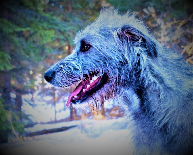 Irish Wolfhound dog breed, history, breed information, description, personality, temperament, teaching, care or common diseases.