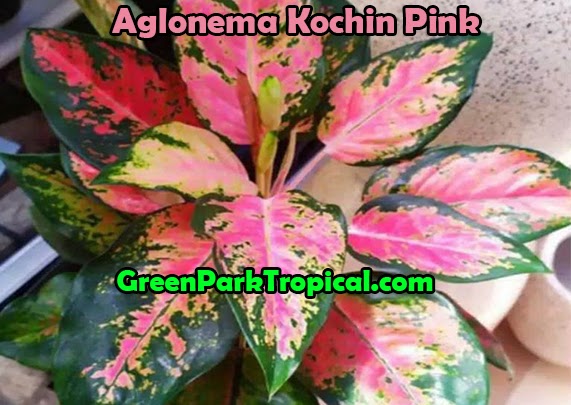Aglonema Kochin Pink