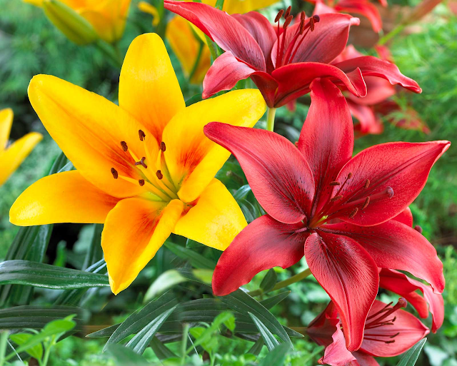 Oriental Lily