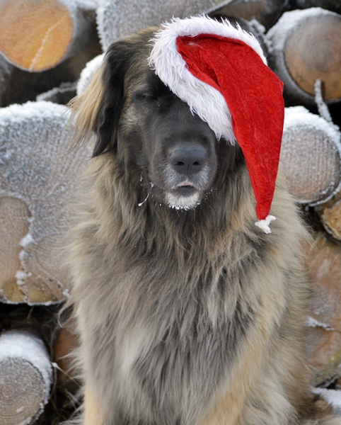 nisse leonberger