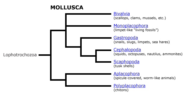 Taksonomi dari filum moluska yang terbagi menjadi ke beberapa kelas. Di antaranya yang cukup familiar seperti gastropoda (siput, bekicot); bivalvia (remis, tiram); cephalopoda (gurita, cumi-cumi)