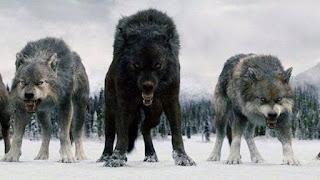 Canis dirus, el lobo prehistórico gigante