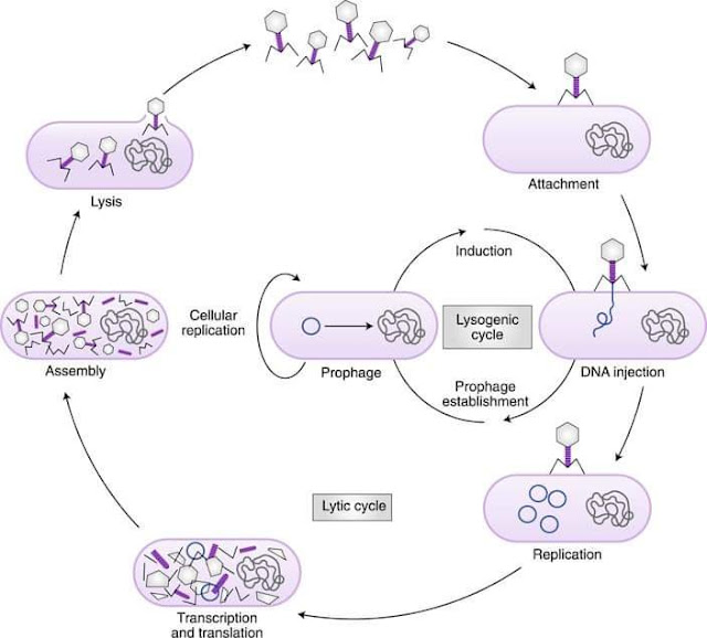 Use of bacteriophages to treat bacterial Infection in Poultry