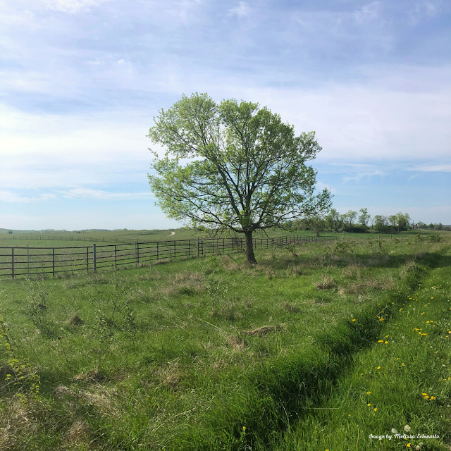 A lone tree captivates during a stretch of our hike at Midewin.