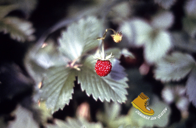 FRESA SILVESTRE EN  VALLE DE BUJARUELO 1981