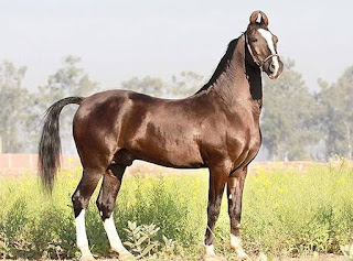 घोड़ा पर निबंध हिंदी में || Essay on Horse in Hindi