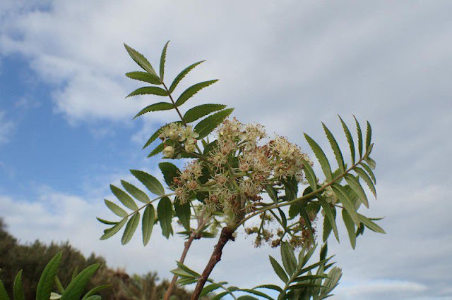 Рябина домашняя (Sorbus domestica)