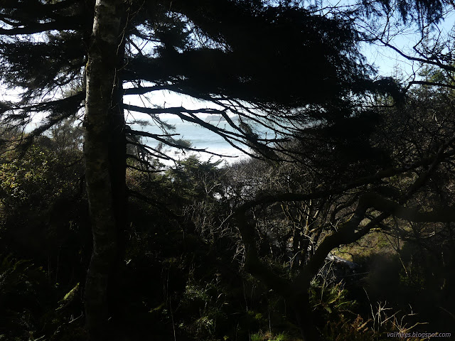 01: trees, a little water going out to sea behind them