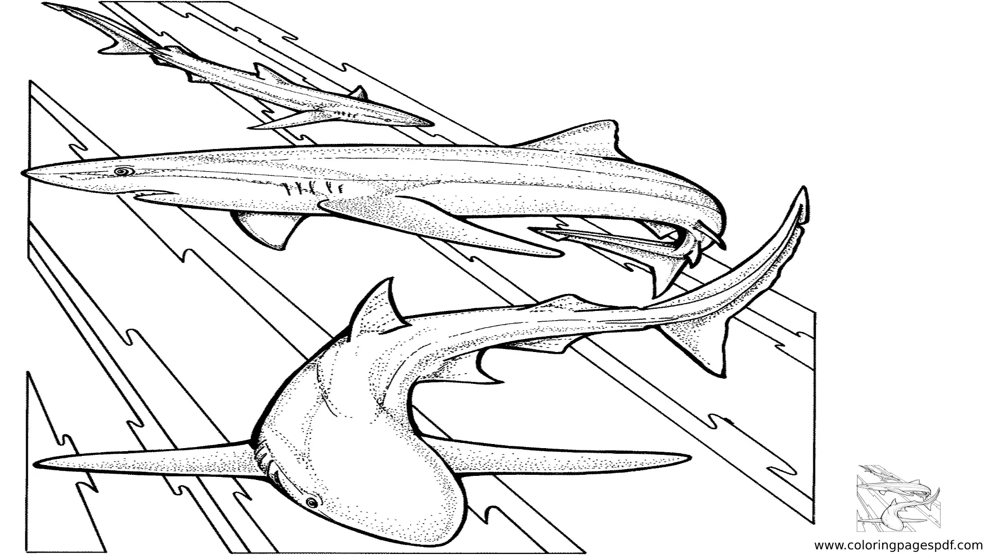 Coloring Pages Of Three Silky Sharks